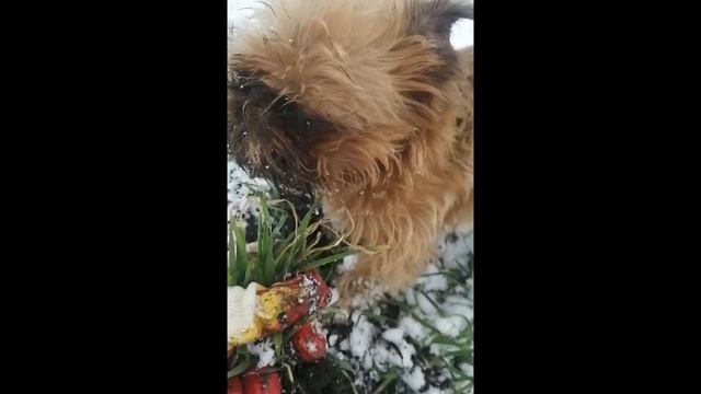 мои курочки молодки зимой.