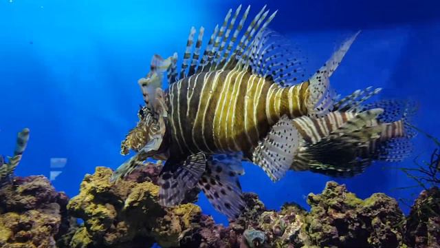 Москва, ВДНХ - МОСКВАРИУМ - 16.01.2019 - 26 ч. смотреть онлайн