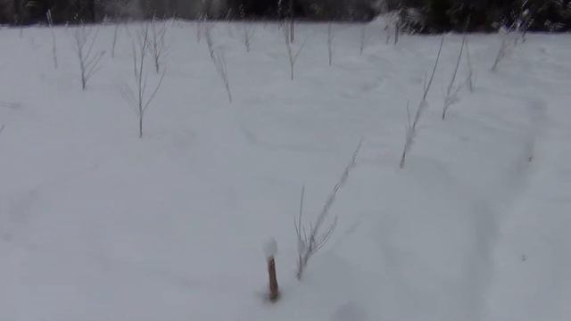 Сибирские абрикосы на Вологодчине смотреть онлайн