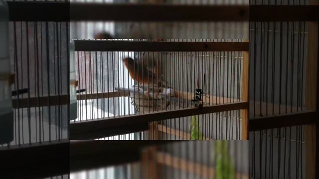 Канарейки кормят птенцов смотреть онлайн