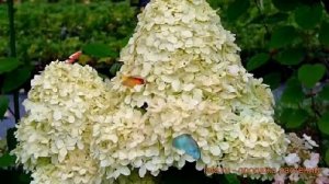 Гортензия метельчатая Селекшен ? обзор: как сажать, саженцы гортензии Селекшен