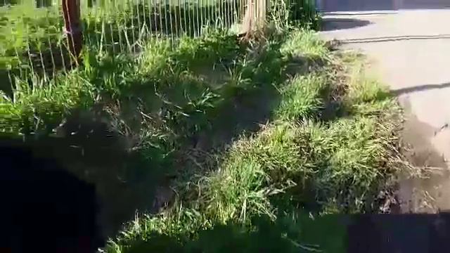 ПЯТЬ МИНУТ ИЗ ЖИЗНИ РОТВЕЙЛЕРА. ПОМОГАЕМ ПО ПОЛНОЙ. Блог #37 смотреть онлайн