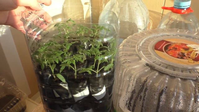 Томаты (ч.7), наблюдаем за ростом.