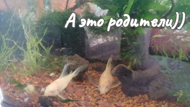 Вот такие смешные головастики—  личинка/малёк Коридораса Альбиноса. Albino Corridoras Fry