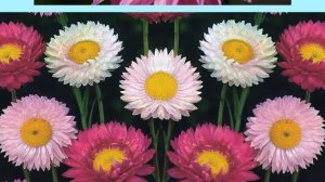 Гелиптерум