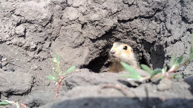 Суслик (Gopher) смотреть онлайн