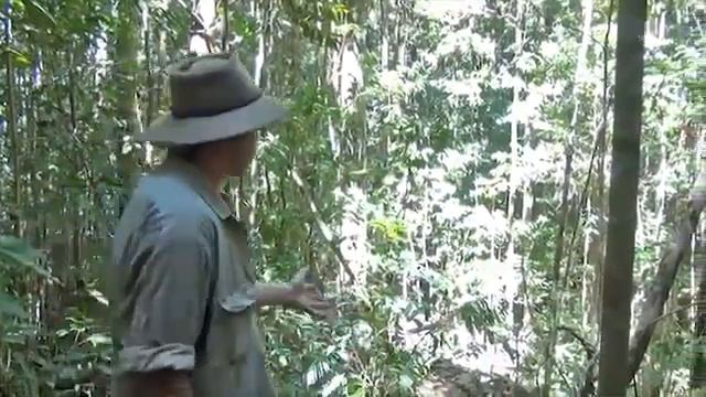 TERN Robson Creek - Australia's first large scale rain forest research plot смотреть онлайн