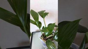 Philodendron Dragon Tail - обзор вида и уход