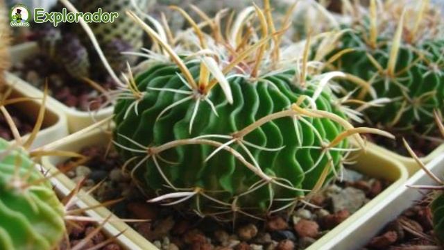 Aprende a cuidar este bonito cactus! Stenocactus crispatus. смотреть онлайн