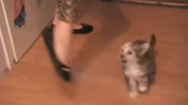 Китайская-хохлатая(пуховик)_Наша собачка смотреть онлайн