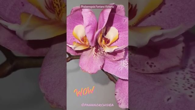 Phalaenopsis Fontano Victorio ( Орхідея Водоспад Вікторія) смотреть онлайн
