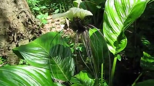 Tacca integrifolia White Batflower With Flower смотреть онлайн