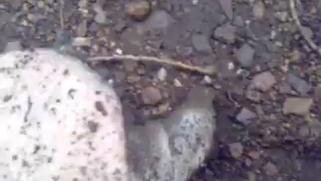 Поймал черепаху в Урале смотреть онлайн