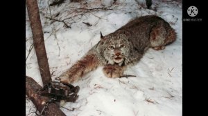 Капканы на ЗВЕРЯ [ВОЛКА, РЫСЬ, БАБРА]