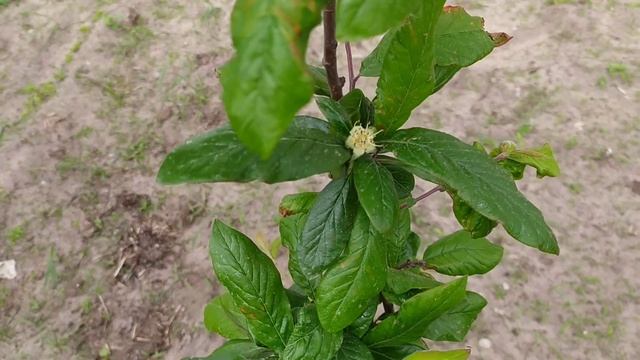 Хурма зацвела. Или не хурма? Необычный цветок.