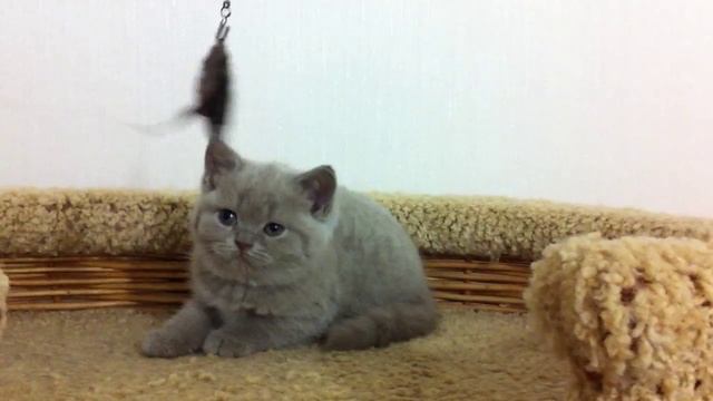 Лиловая британская кошка смотреть онлайн