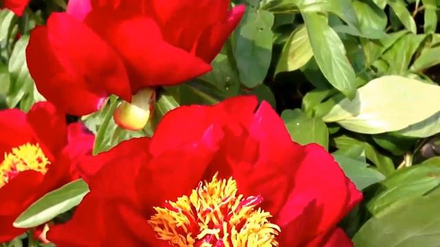 Peony Red Red Rose - www.peonyshop.com смотреть онлайн