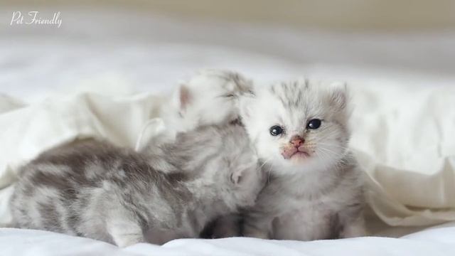 Peaceful Melodies For Cats To Sleep | Calm Down Anxious Babies. Soothing Piano That Your Cats Enjoy смотреть онлайн