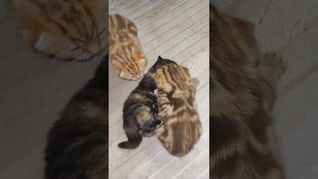 Любимые котята .18 дней от роду. смотреть онлайн