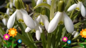 Подснежник Воронова (Воронова). Краткий обзор, описание характеристик, где купить луковицы, саженцы
