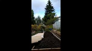 Посадка клубники осенью - 4 - устилаем грядку картоном - 1