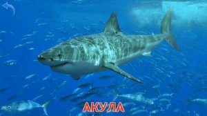 Карточки Домана Часть 6 Мир воды