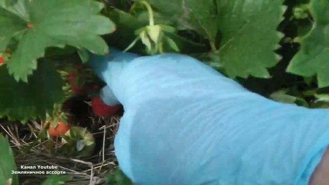 ЗЕМЛЯНИКА НАГАОКО ЗЕМЛЯНИКА СВИТ ЭВИ ВИДЕООБЗОР ДЕГУСТАЦИЯ смотреть онлайн