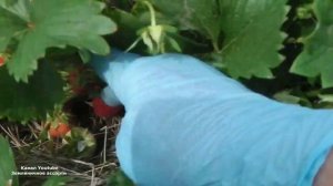 ЗЕМЛЯНИКА  НАГАОКО  ЗЕМЛЯНИКА СВИТ ЭВИ  ВИДЕООБЗОР  ДЕГУСТАЦИЯ