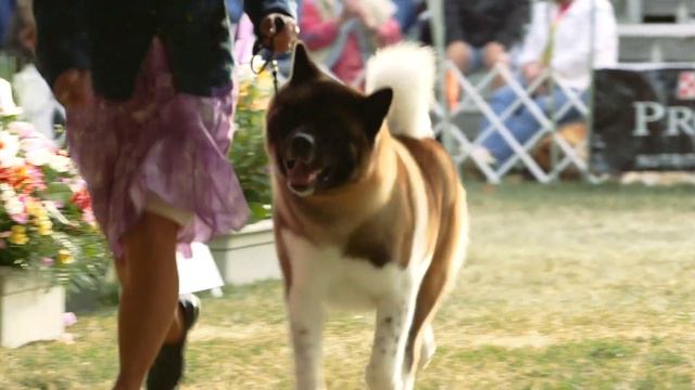 Road to Westminster (RTW): Professional Handler Laurie Jordan-Fenner смотреть онлайн