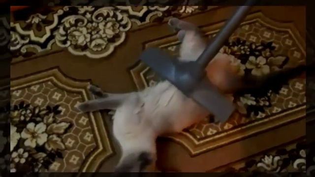 КОТА ГЛАДЯТ ПЫЛЕСОСОМ! КОТ СЛОМАЛСЯ смотреть онлайн