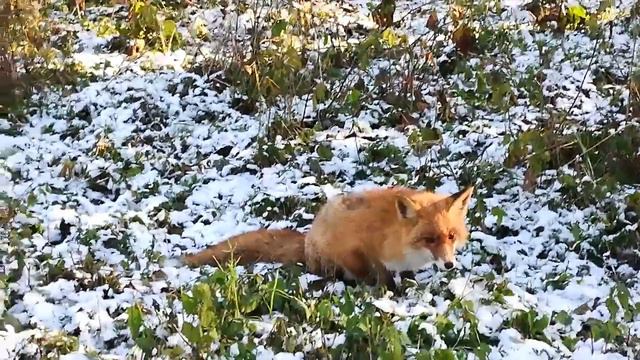 Лисонька Куршский лес Калининград смотреть онлайн