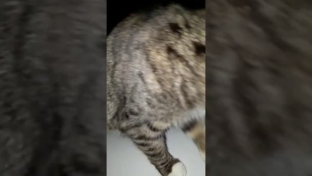 Первый снег кота смотреть онлайн