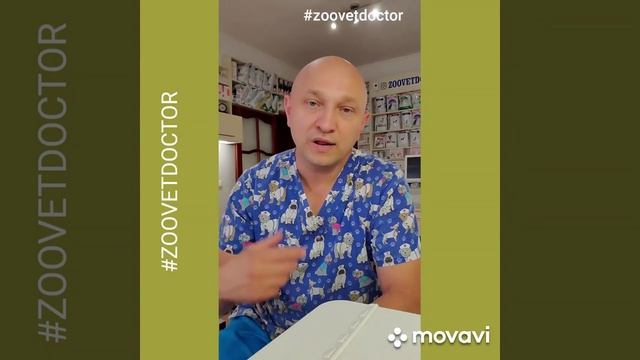 Зрение у кошек, видят ли кошки в темноте #zoovetdoctor #УшаковДмитрийМихайлович смотреть онлайн