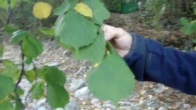 Avellano (Corylus avellana) смотреть онлайн