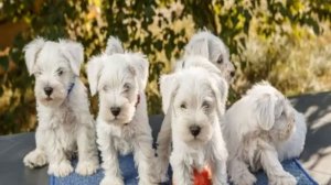 Белый цвергшнауцер: описание породы, характер