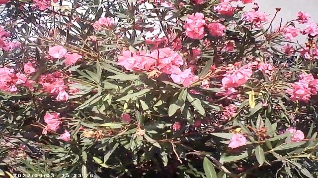 Ритуал - онлайн Чтобы не тронула война на Воздвижение креста Господня. К Иисусу. смотреть онлайн