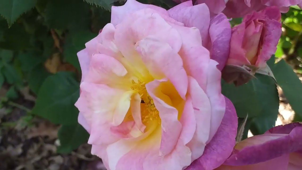 РОЗЫ с сильным ароматом Шесть сортов смотреть онлайн