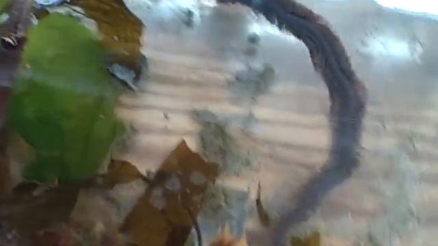 Nereis смотреть онлайн