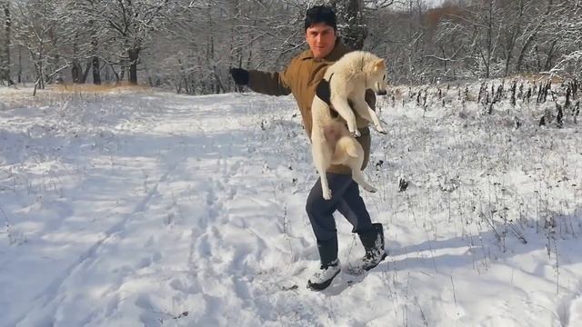 Танец с белой собакой. смотреть онлайн