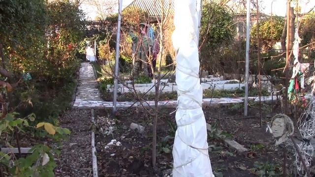 КУСТ ИНЖИРА ПОРА УКУТЫВАТЬ НА ЗИМУ. МОЛДОВА. смотреть онлайн