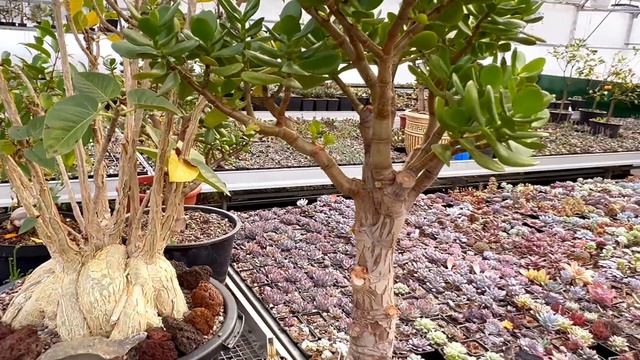 ОБЗОР КОЛЛЕКЦИИ СУККУЛЕНТОВ 13.03.2022 | ПЕРЕЕЗД ВКОНТАКТЕ И ТЕЛЕГРАММ | ГЕОРГИЙ АРИСТОВ СУККУЛЕНТЫ смотреть онлайн