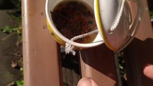 Как избавиться от пчёл, ос на даче.