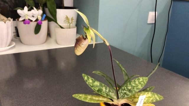Paphiopedilum sukhakulii домашнее цветение смотреть онлайн