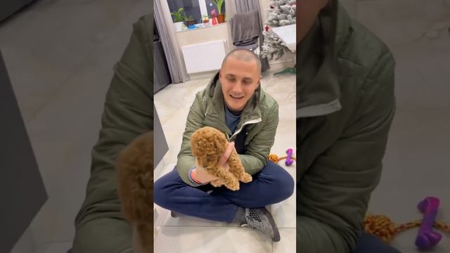 Той пудель міні собачки цуцик