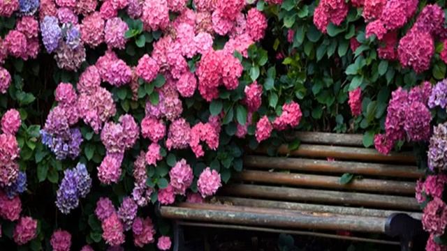 Гортензия Фрайз Мельба — описание, посадка и уход смотреть онлайн