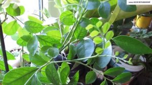 МУРАЙЯ.  Всё об УХОДЕ и СОДЕРЖАНИИ в КОМНАТНЫХ  УСЛОВИЯХ.