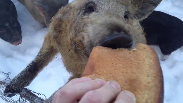 Мангалица и вьетнамские свиньи зимой смотреть онлайн