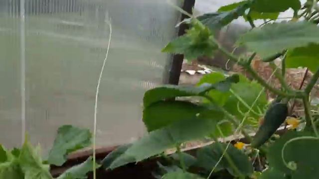 Базилик подрос и готов к стрижке?? смотреть онлайн