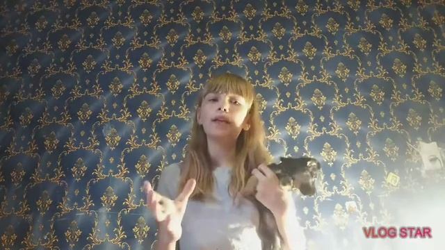 Все о питании той терьера. Что можно, а от чего стоит отказаться смотреть онлайн