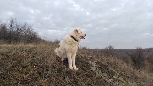 Прогулка с Маремма Абруццкой овчаркой.Walk With Maremmа Abruzzi Shepherd Dog